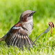 Image for article titled Nature Filmmaker Accused Of Staging Scene Where Bird Uses Tiny Fork To Twirl Worm Up Like Spaghetti